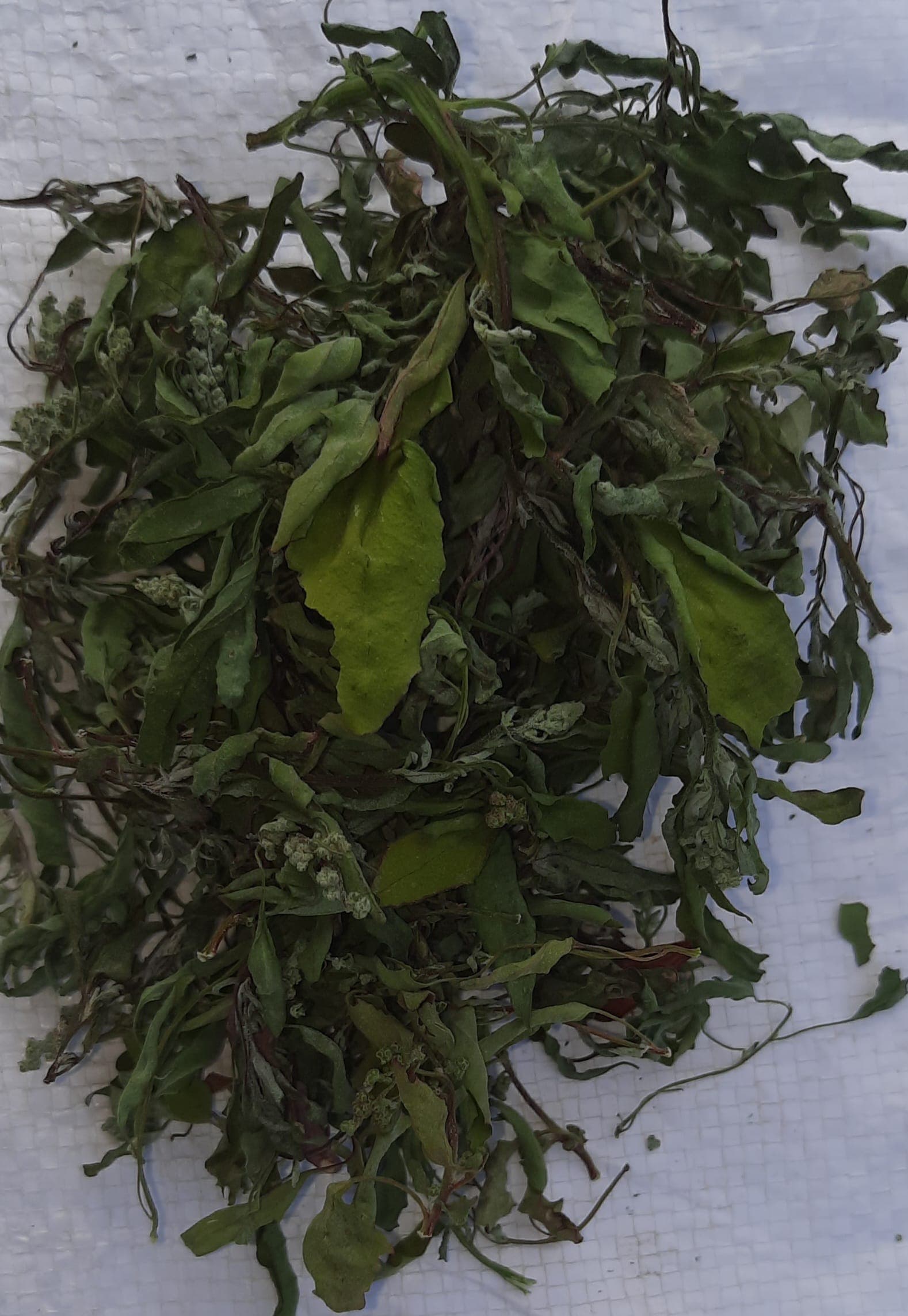 Bathua Dry Leaves