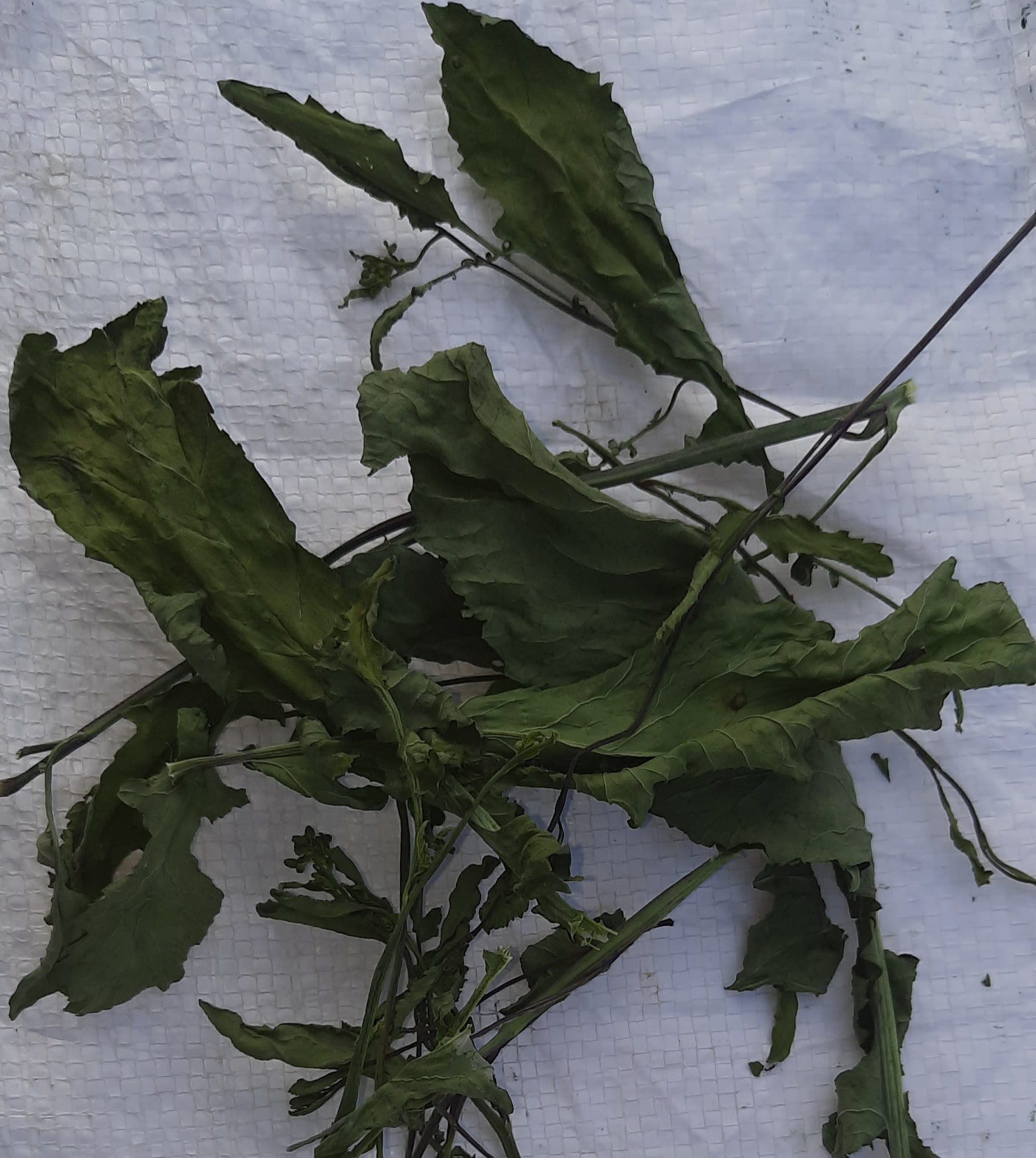 Dehydrated Mustard Greens