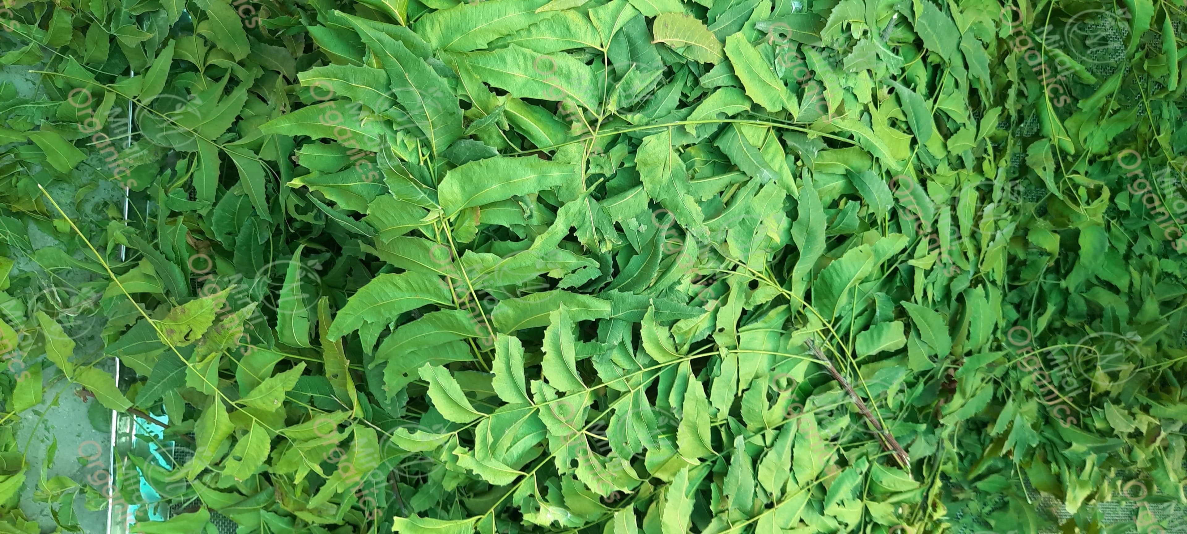 Dried Neem Leaves